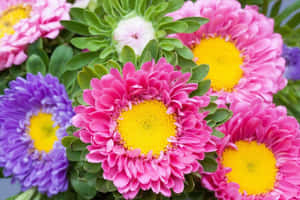 Fall Flowers In Full Bloom Wallpaper