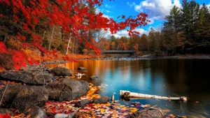 Fall Foliage At Its Finest Wallpaper