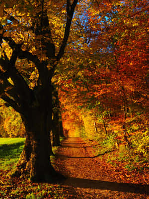 Fall Forest Scenery In Full Bloom Wallpaper