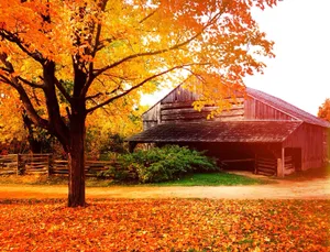 Fall Harvest At A Picturesque Barn Wallpaper