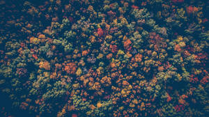 Fall Leaves Above Forest Wallpaper