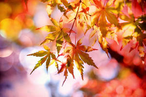 Fall Leaves Sharp Wallpaper