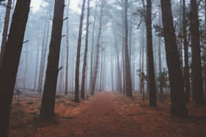 Fall Mist In The Serene Forest Wallpaper