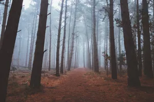 Fall Mist In The Serene Forest Wallpaper
