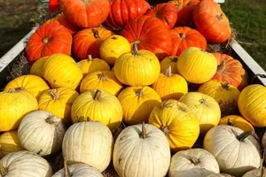Fall Pumpkins In A Rustic Setting Wallpaper