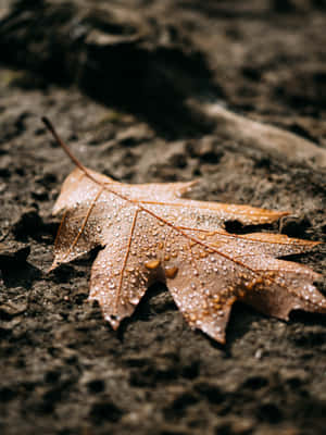 Fall Rain In A Serene Forest Wallpaper