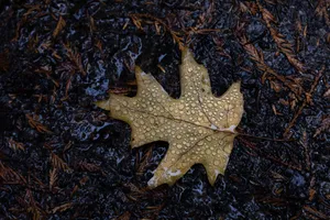 Fall Rain In The Forest Wallpaper