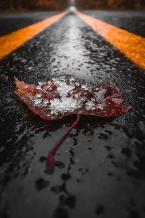 Fall Rain In The Forest Wallpaper