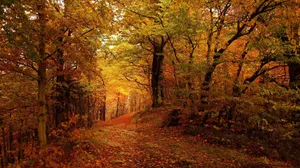 Fall Scenes Path In Woods Wallpaper