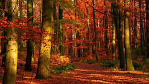 Fall Scenes Red Path Forest Wallpaper