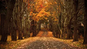 Fall Scenes Road Lined With Trees Wallpaper