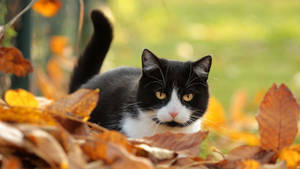 Fall Season Bicolor Cat Wallpaper