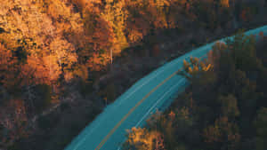 Fall Trees 1600 X 900 Wallpaper Wallpaper