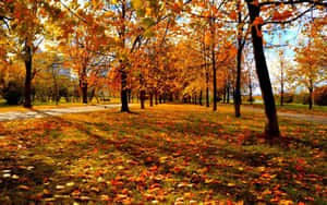 Fall Trees In Vibrant Colors Wallpaper