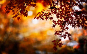 Fall Tumblr Autumn Leaves Wallpaper