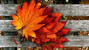 Fall Tumblr Fallen Leaves On Wooden Bench Wallpaper