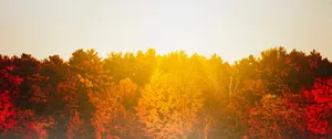Fall Tumblr Sunlight Over Trees Wallpaper