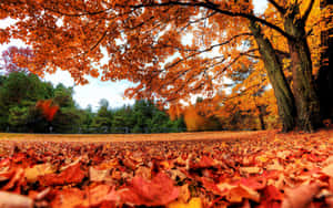 Fallen Leaves Blanket The Forest Floor Wallpaper