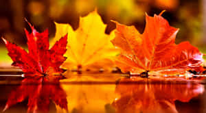 Fallen Leaves Blanketing The Ground In Autumn Wallpaper