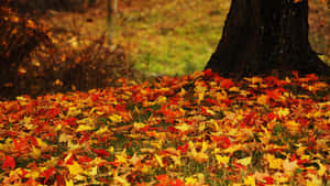 Fallen Leaves On A Forest Path Wallpaper