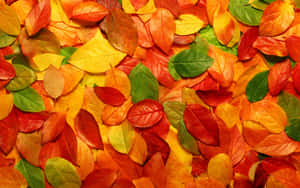 Fallen Leaves On A Forest Walk Wallpaper