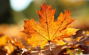 Fallen Leaves On A Serene Forest Floor Wallpaper