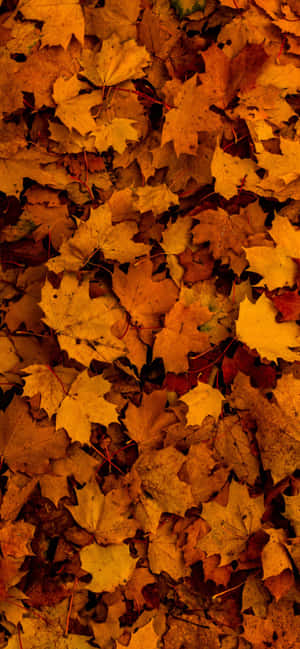 Fallen Leaves On Ground Wallpaper