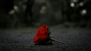 Fallen Red Rose Wallpaper