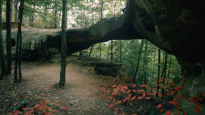 Fallen Tree With Forest View Wallpaper