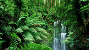 Falls In Rainforest Jungle Desktop Wallpaper