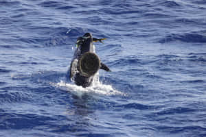 False Killer Whale Breaching Wallpaper