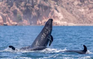 False_ Killer_ Whale_ Breaching Wallpaper