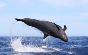 False_ Killer_ Whale_ Leaping Wallpaper