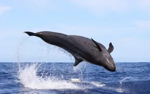 False_ Killer_ Whale_ Leaping Wallpaper