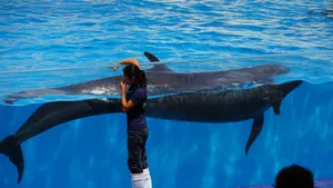 False_ Killer_ Whale_ Performance Wallpaper