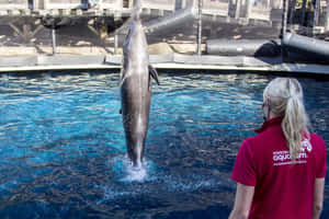 False_ Killer_ Whale_ Performance_at_ Aquarium Wallpaper