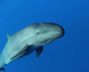 False Killer Whale Portrait Wallpaper