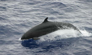 False Killer Whale Surfacing Wallpaper