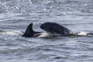 False Killer Whale Surfacing Wallpaper