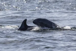 False Killer Whale Surfacing Wallpaper