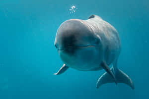 False Killer Whale Underwater Wallpaper