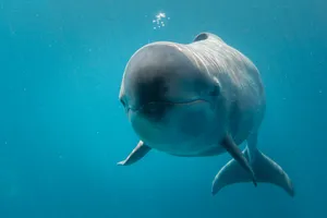 False Killer Whale Underwater Wallpaper