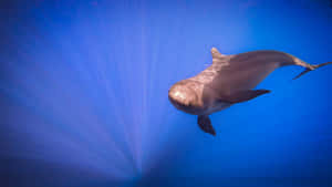 False_ Killer_ Whale_ Underwater_ Grace.jpg Wallpaper