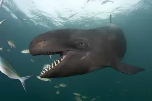 False Killer Whale Underwater Wallpaper