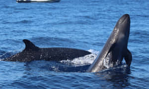 False_ Killer_ Whales_ Surfacing Wallpaper