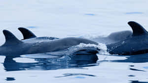 False Killer Whales Surfacing Wallpaper