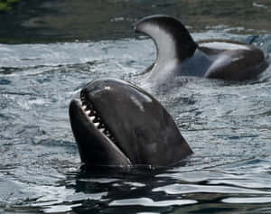 False Killer Whales Surfacing Wallpaper