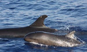 False_ Killer_ Whales_ Swimming Wallpaper