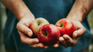 Family Apple Picking At The Orchard Wallpaper