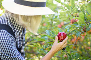 Family Apple Picking In The Orchard Wallpaper